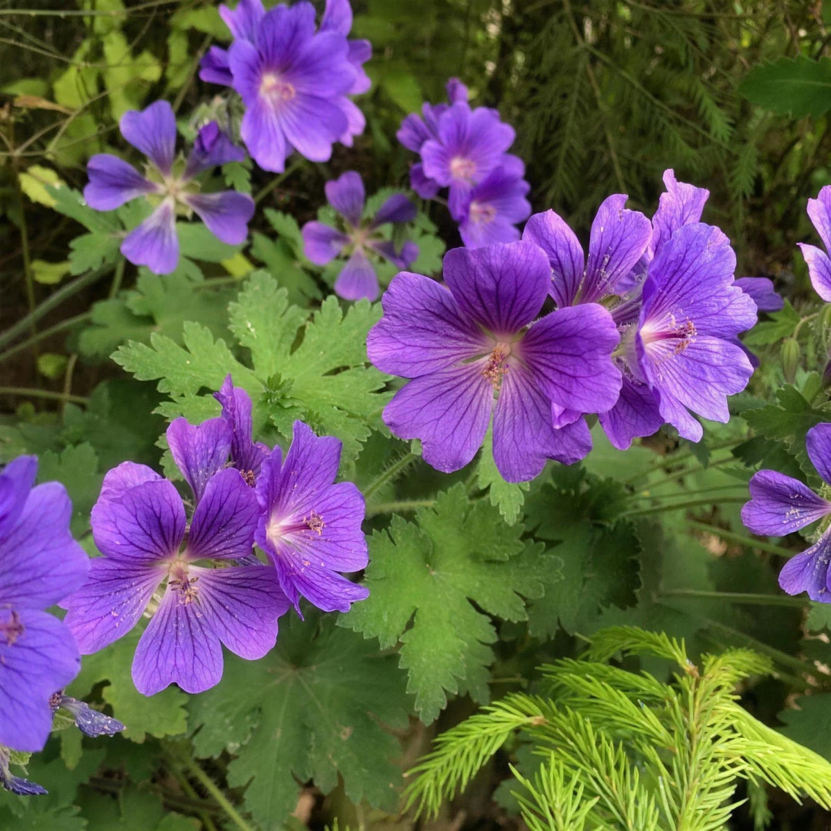 Geranium magnificum (cranesbill) pot grown hardy perennial.