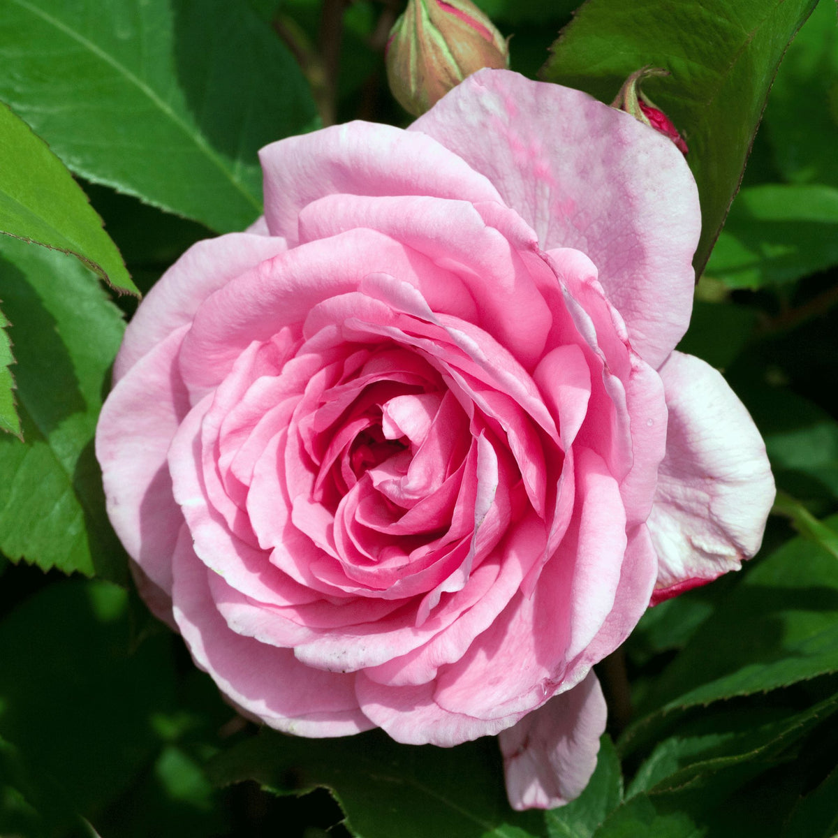 Rosa ‘Gertrude Jekyll’ shrub rose pot grown.
