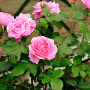 Rosa ‘Gertrude Jekyll’ pot grown shrub.