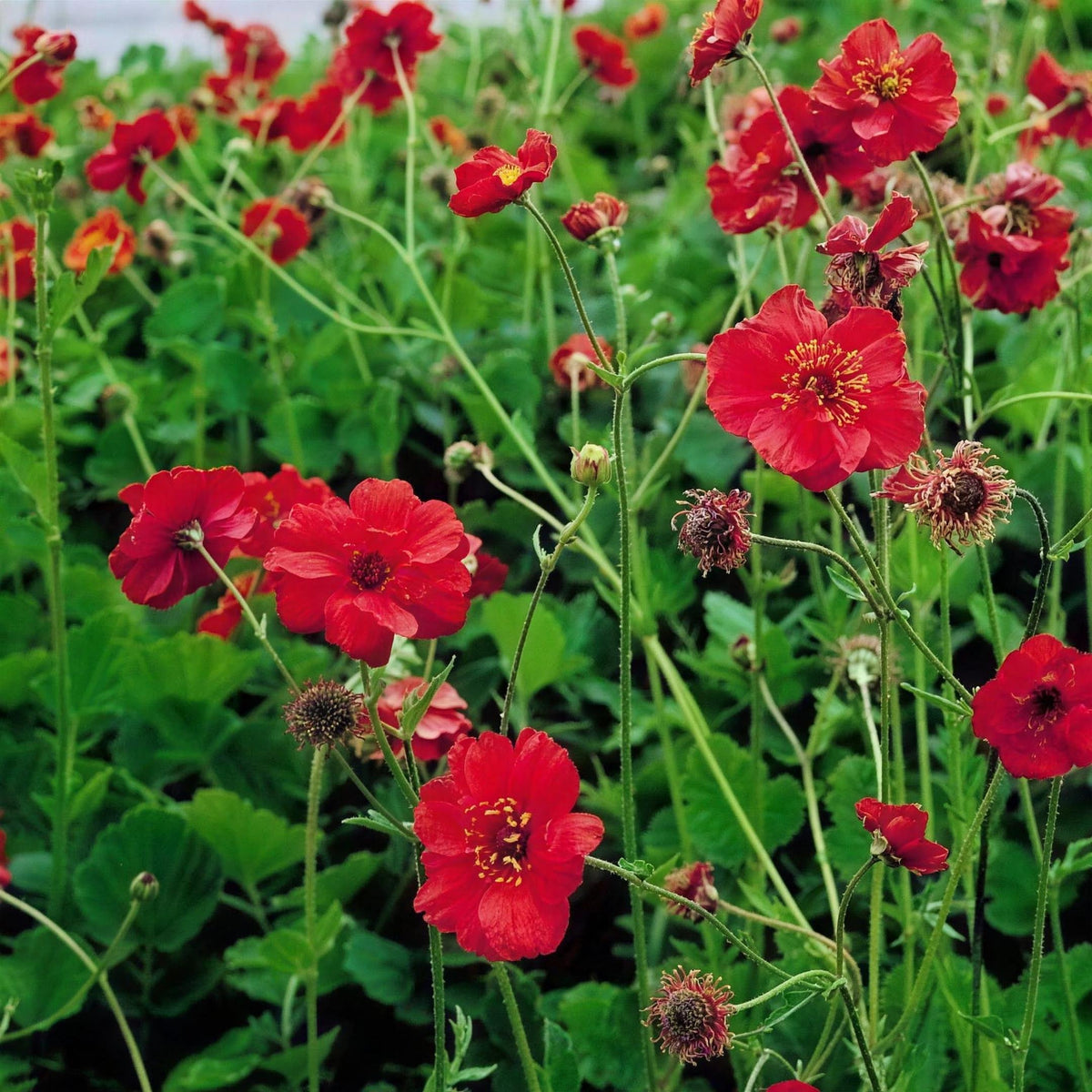 Geum 'Mrs Bradshaw' pot grown perennial.