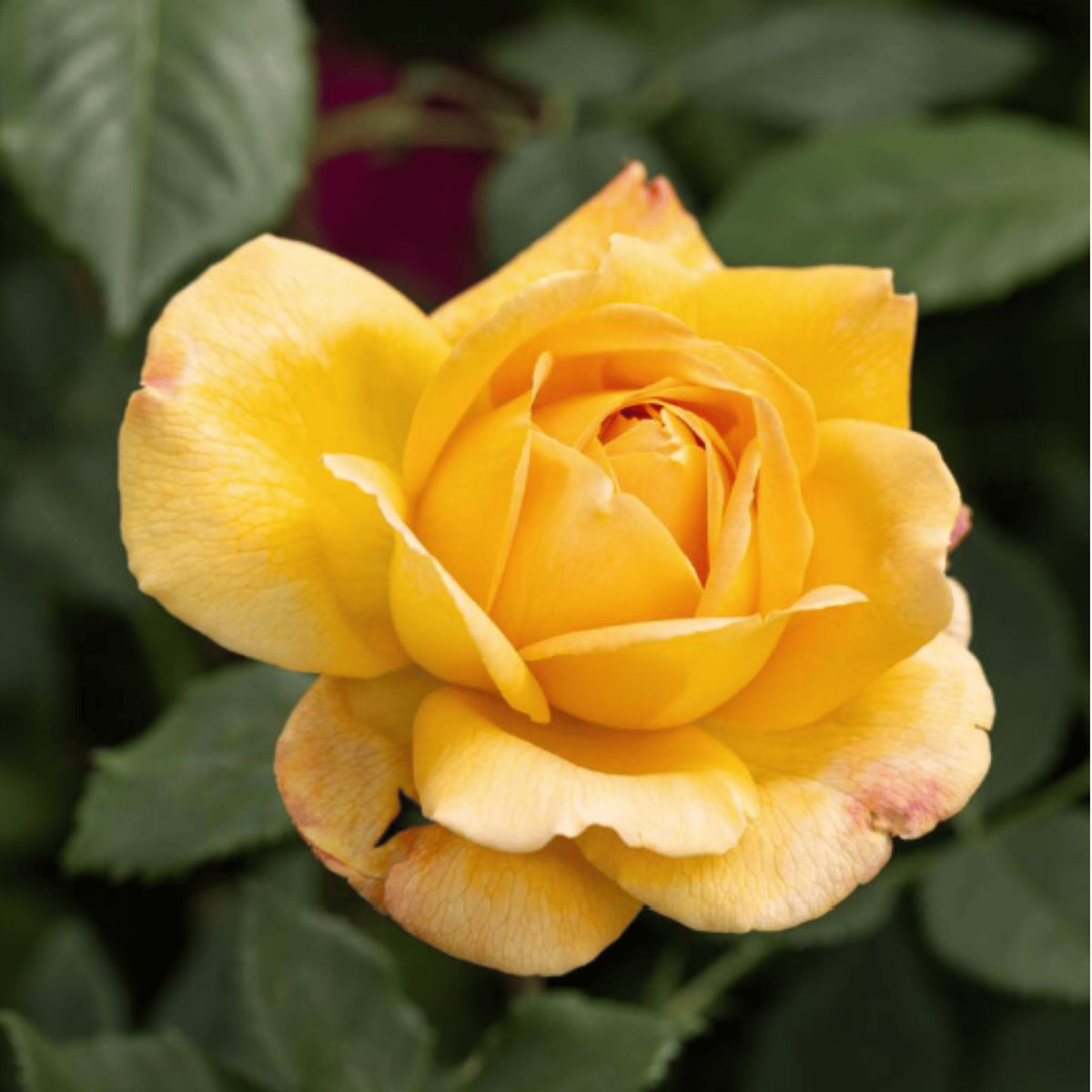 Rosa ‘Golden Celebration’ pot grown shrub rose.
