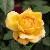 Rosa ‘Golden Celebration’ pot grown shrub rose.