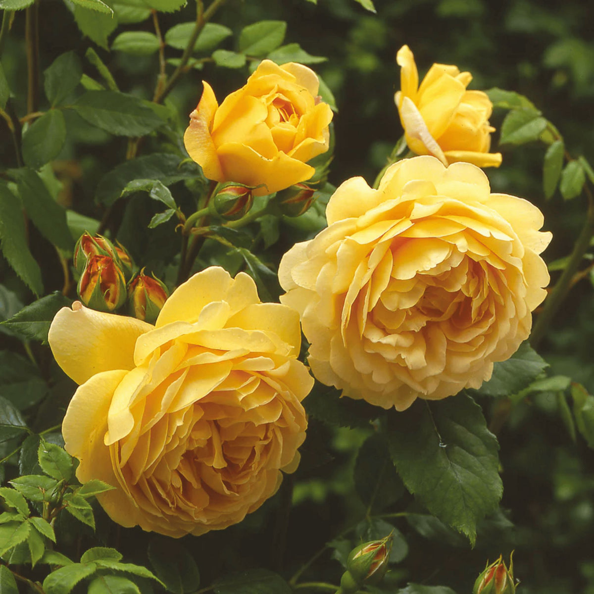 Rosa ‘Golden Celebration’ pot grown shrub rose. – photo 2
