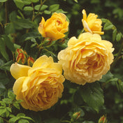 Rosa ‘Golden Celebration’ pot grown shrub rose. – photo 2