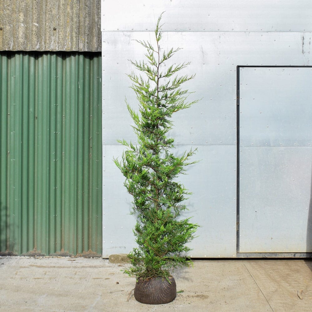 Cupressus × leylandii 'Castlewellan Gold' 150-175cm pot grown conifer hedge plant.