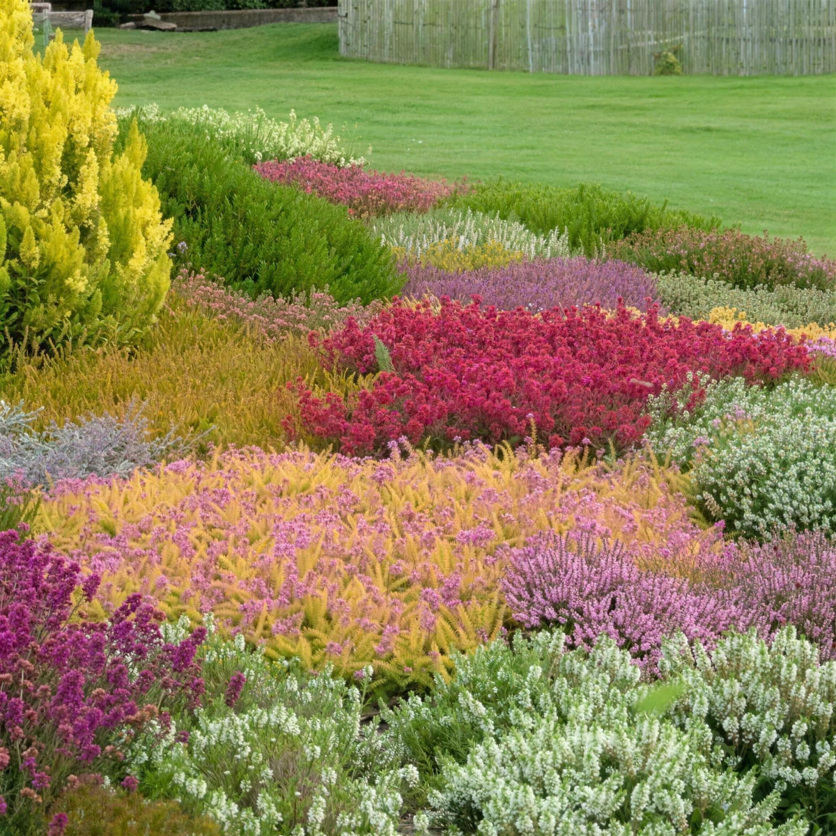 Calluna vulgaris (Heather) 1 litre pot grown mixed varieties garden plant.