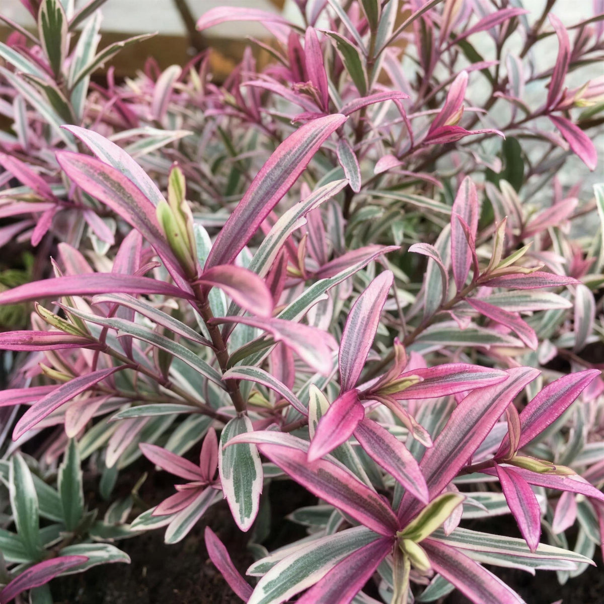 Hebe 'Heartbreaker' (Shrubby Veronica) 2L pot grown evergreen shrub.