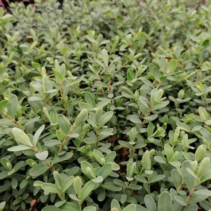 Hebe pinguifolia 'Pagei' pot grown compact evergreen shrub.