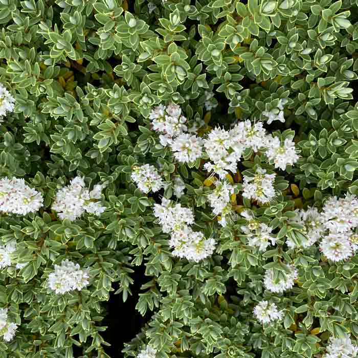 Hebe topiaria compact evergreen shrub pot grown.