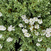 Hebe topiaria compact evergreen shrub pot grown.