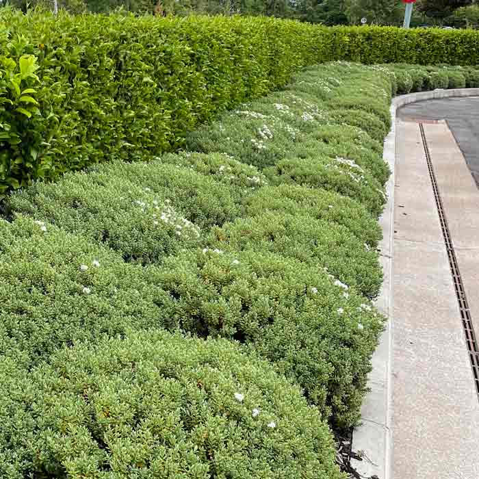 Hebe 'Topiaria' compact evergreen shrub pot grown.