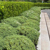 Hebe 'Topiaria' compact evergreen shrub pot grown.