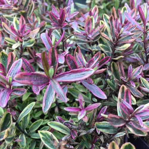 Hebe 'Wild Romance' 2L pot grown evergreen shrub.