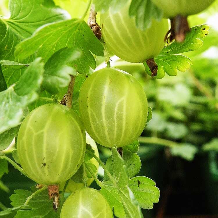 Ribes uva crispa 'Hinnomaki Green' bare root fruit plant.