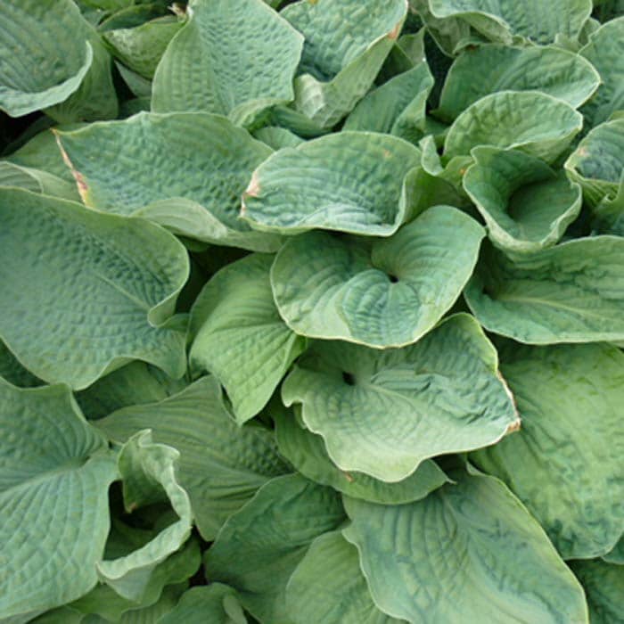 Hosta 'Big Daddy' pot grown large perennial.