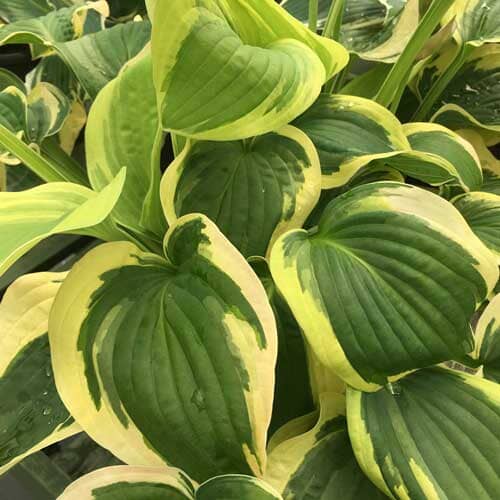 Hosta 'Wide Brim' 2L pot perennial plant.