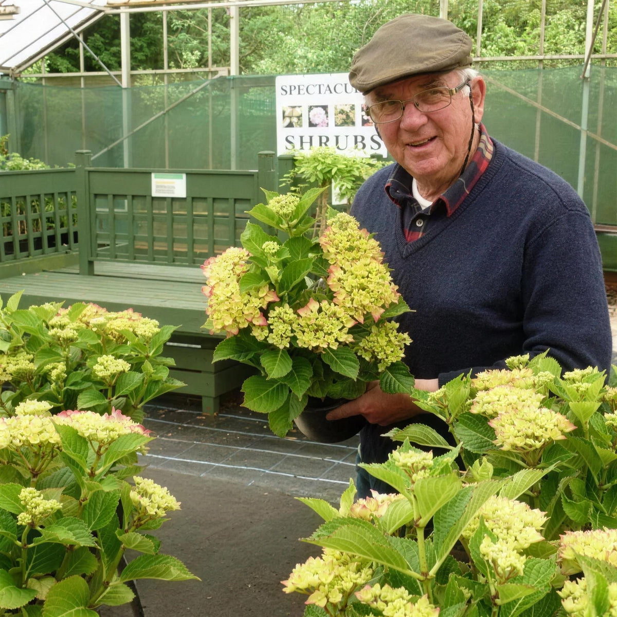 Hydrangea macrophylla 'Hot Red' pot grown flowering shrub. – photo 2