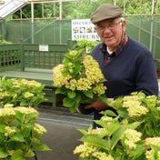 Hydrangea macrophylla 'Hot Red' pot grown flowering shrub. – photo 2