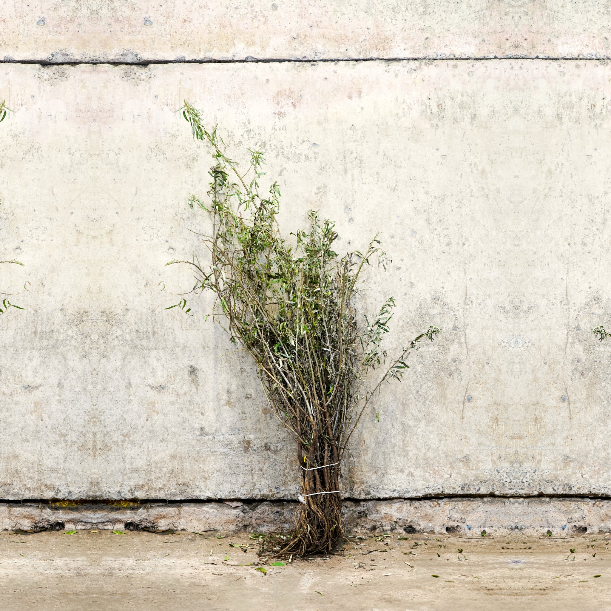 Sea Buckthorn bare root hedging 40-60cm