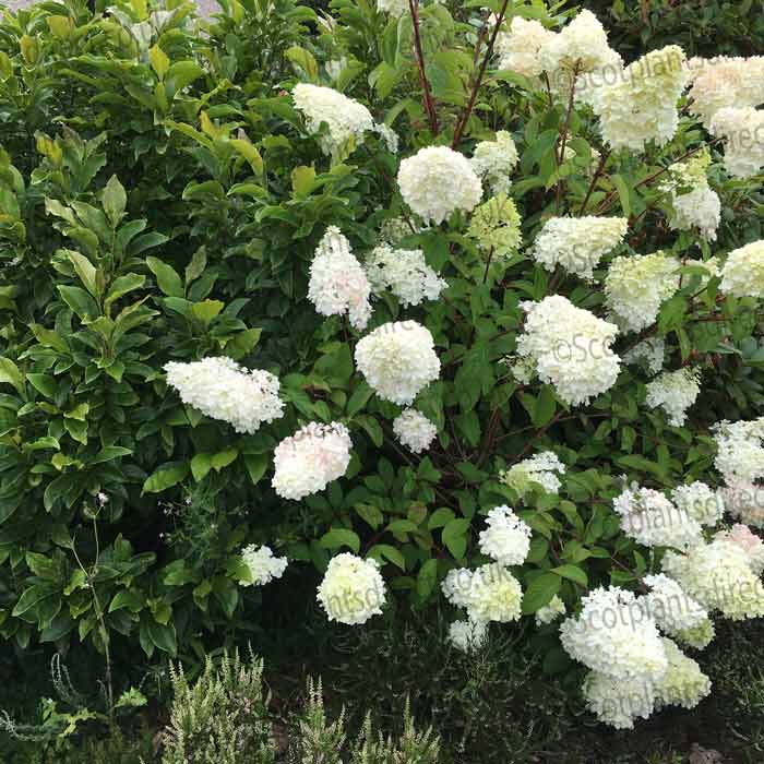 Hydrangea paniculata 'Sundae Fraise' pot grown flowering shrub. – photo 2