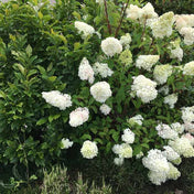 Hydrangea paniculata 'Sundae Fraise' pot grown flowering shrub. – photo 2