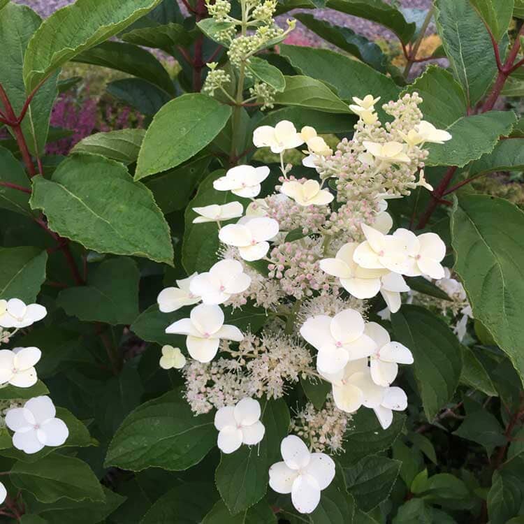 Hydrangea petiolaris (Climbing Hydrangea) pot grown climbing plant.