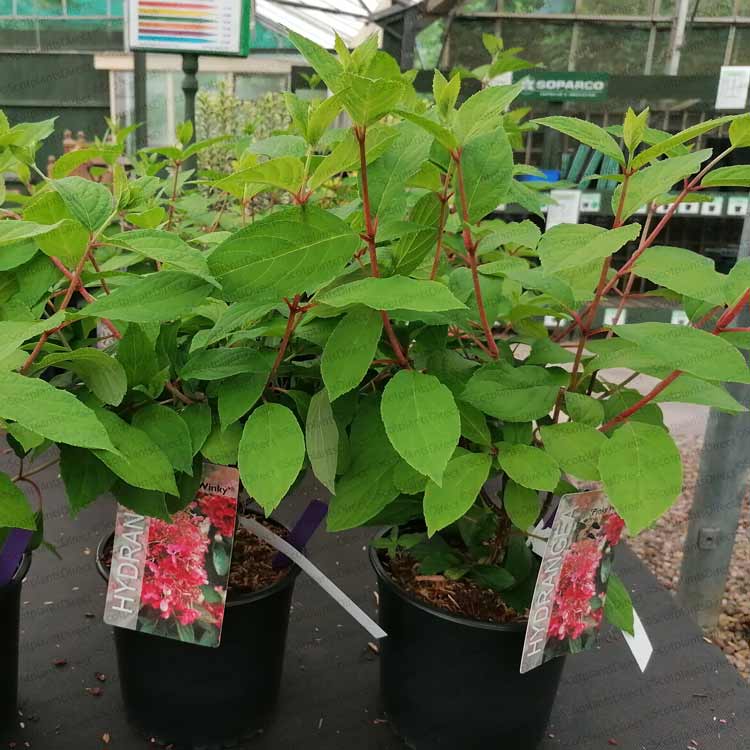 Hydrangea paniculata 'Pinky Winky' pot grown flowering shrub.