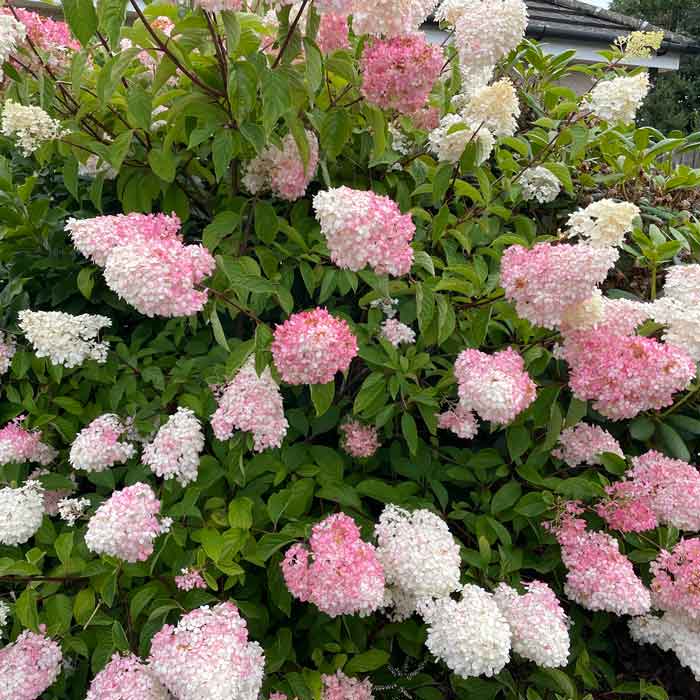 Hydrangea paniculata 'Sundae Fraise' pot grown flowering shrub.