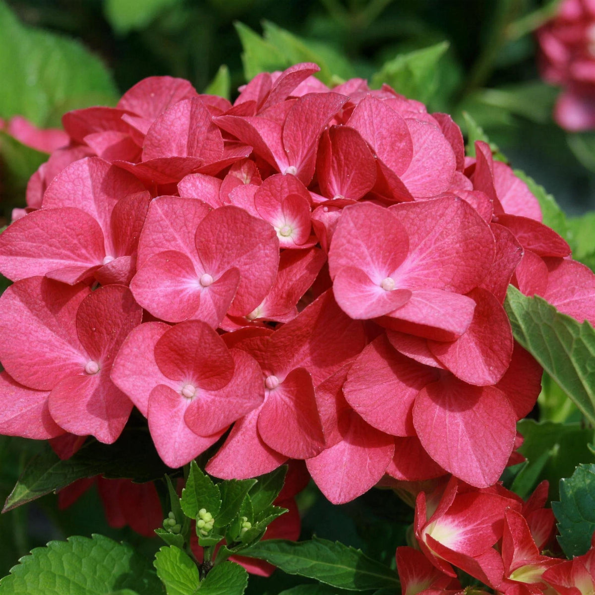 Hydrangea macrophylla 'Hot Red' pot grown hardy flowering shrub.