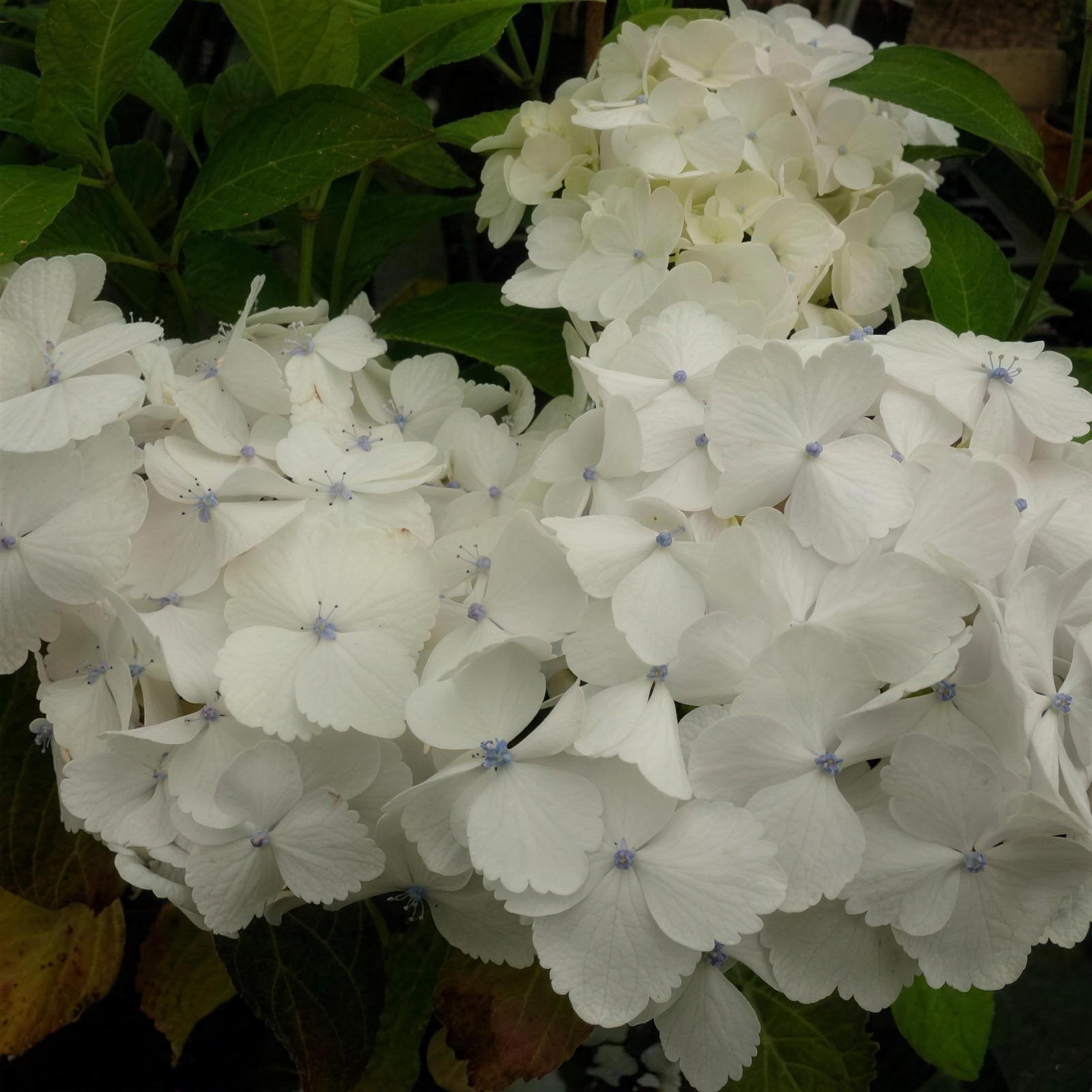 Hydrangea macrophylla 'Mme Mouilliere' pot grown deciduous shrub.