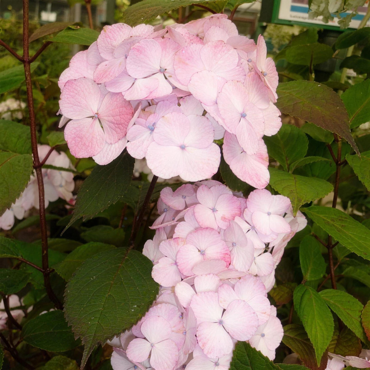 Hydrangea serrata 'Preziosa' 3L pot garden shrub.