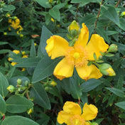 Hypericum Hidcote in flower
