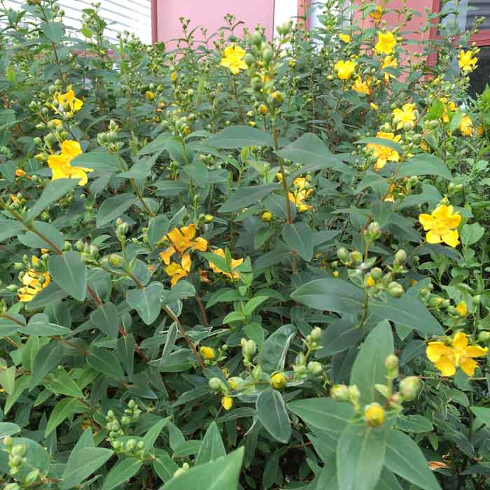 Hypericum 'Hidcote' (St John’s Wort) pot grown evergreen shrub.