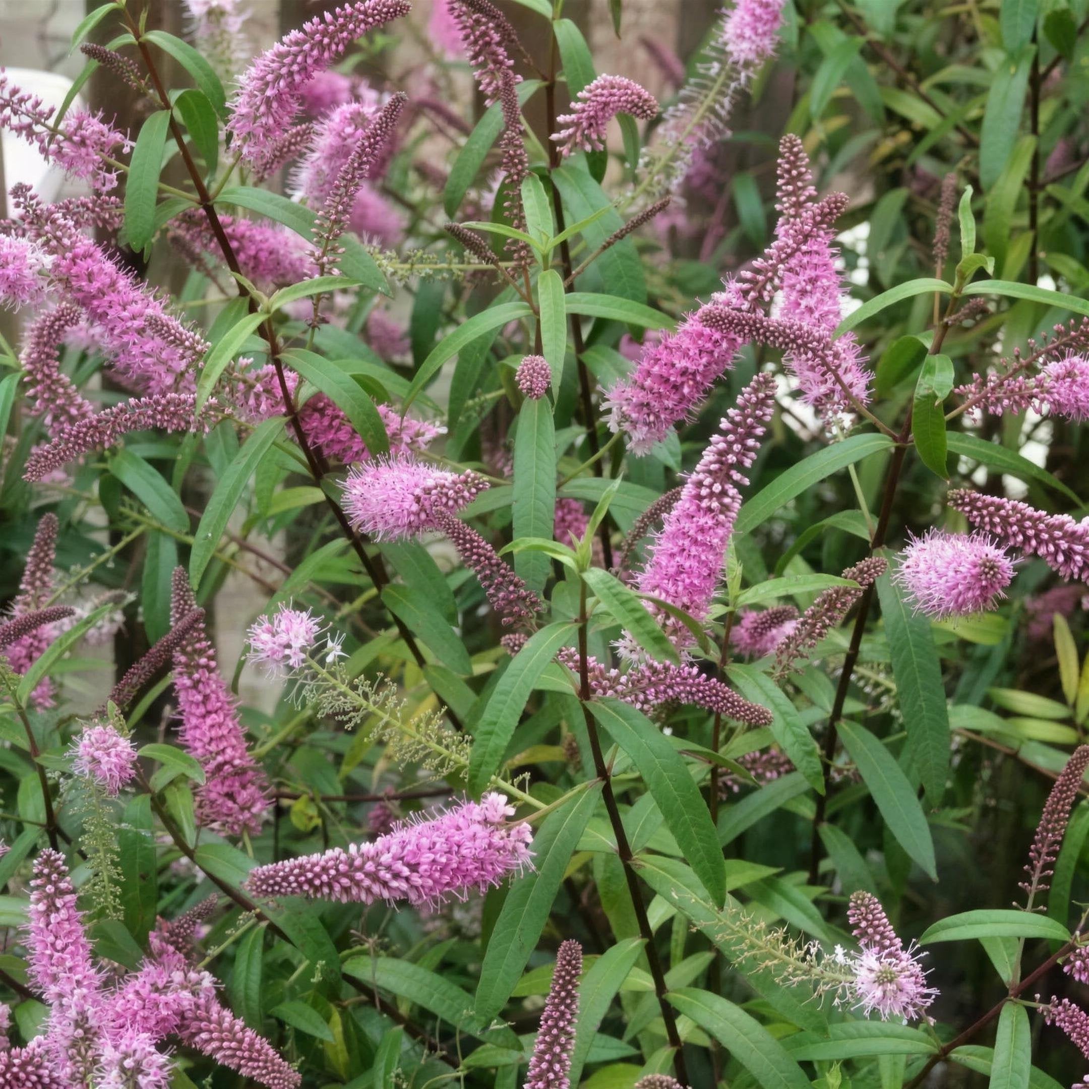 Hebe ‘Great Orme’ pot grown evergreen shrub pink flowers.