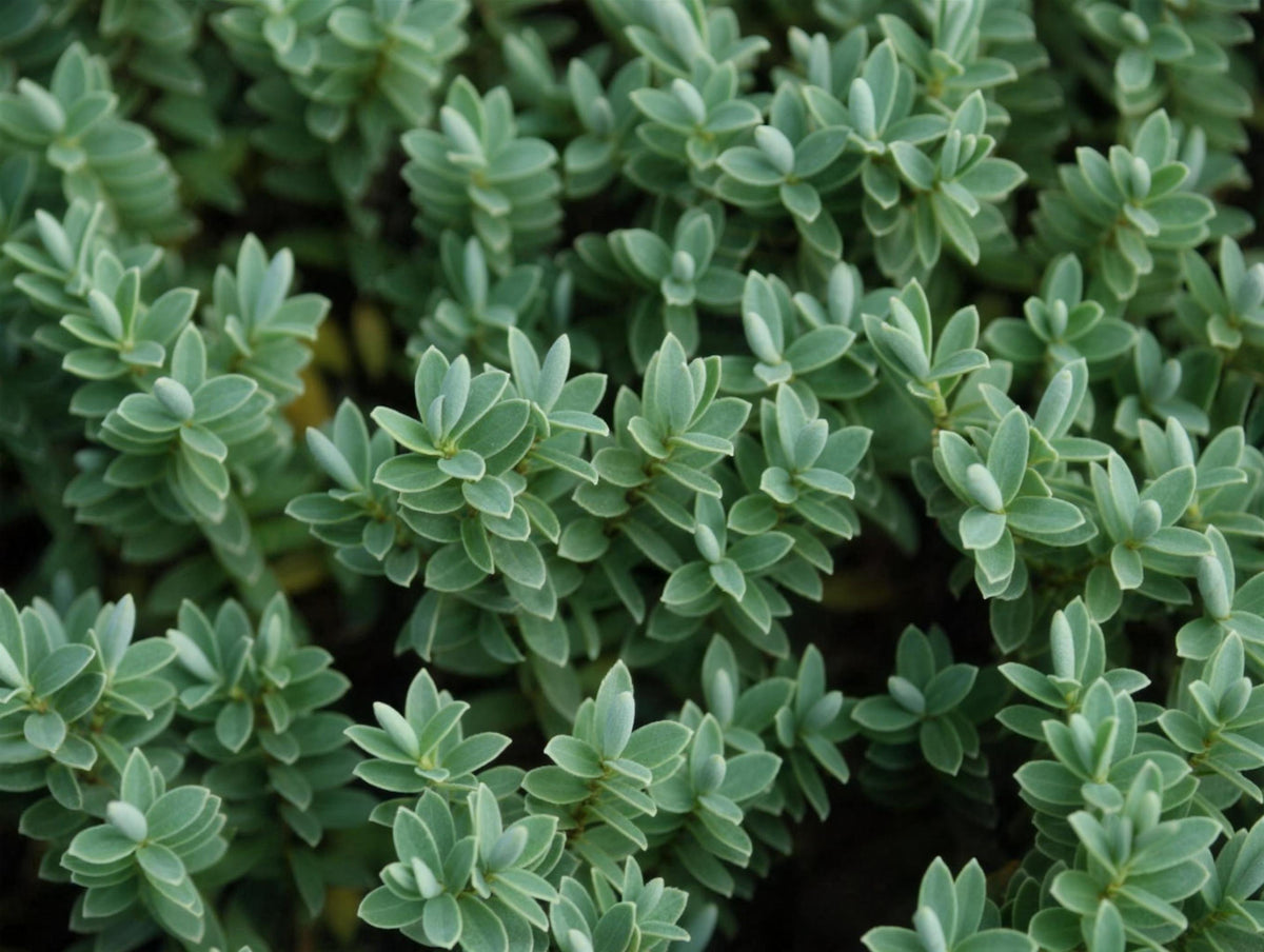 Hebe 'Wiri Mist' evergreen shrub pot grown.