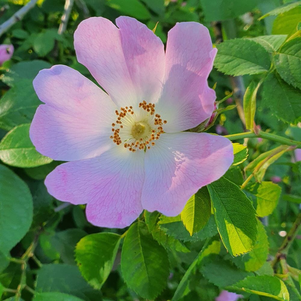 Rosa canina (Dog Rose) 40-60cm pot grown hedge plant.