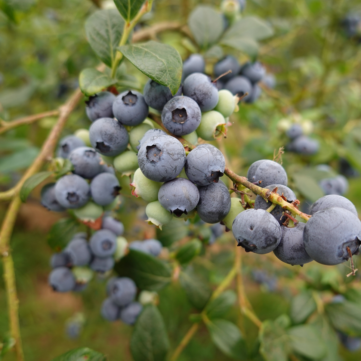 Vaccinium corymbosum 'Hortblue Petite' 2L pot grown blueberry plant.