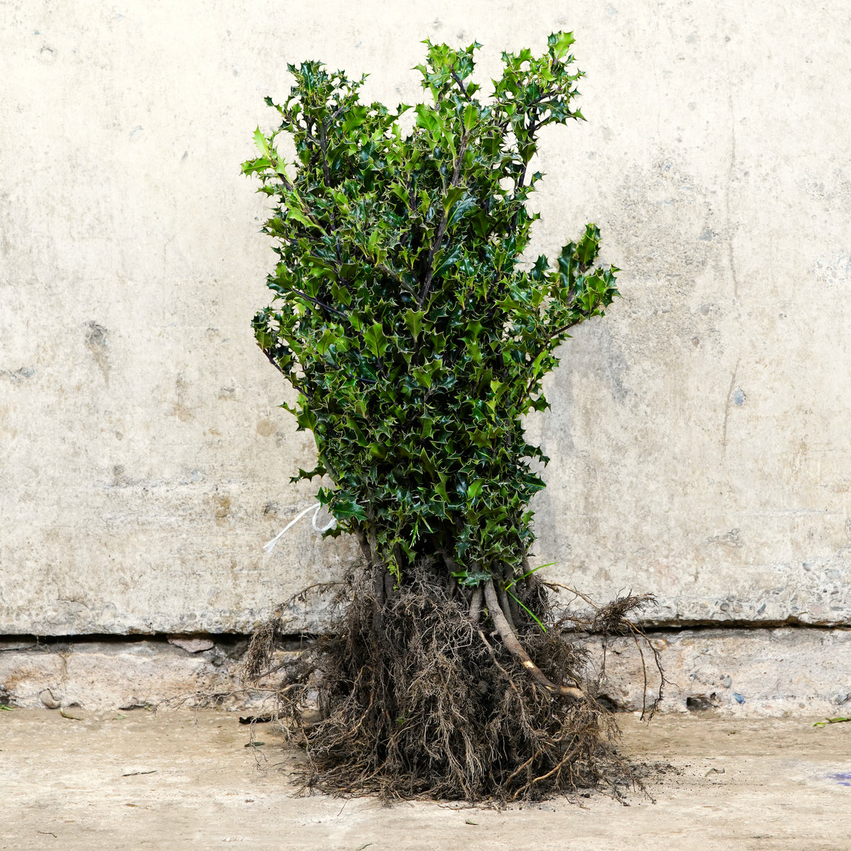 Common Holly hedge plants bare root