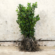 Common Holly hedge plants bare root