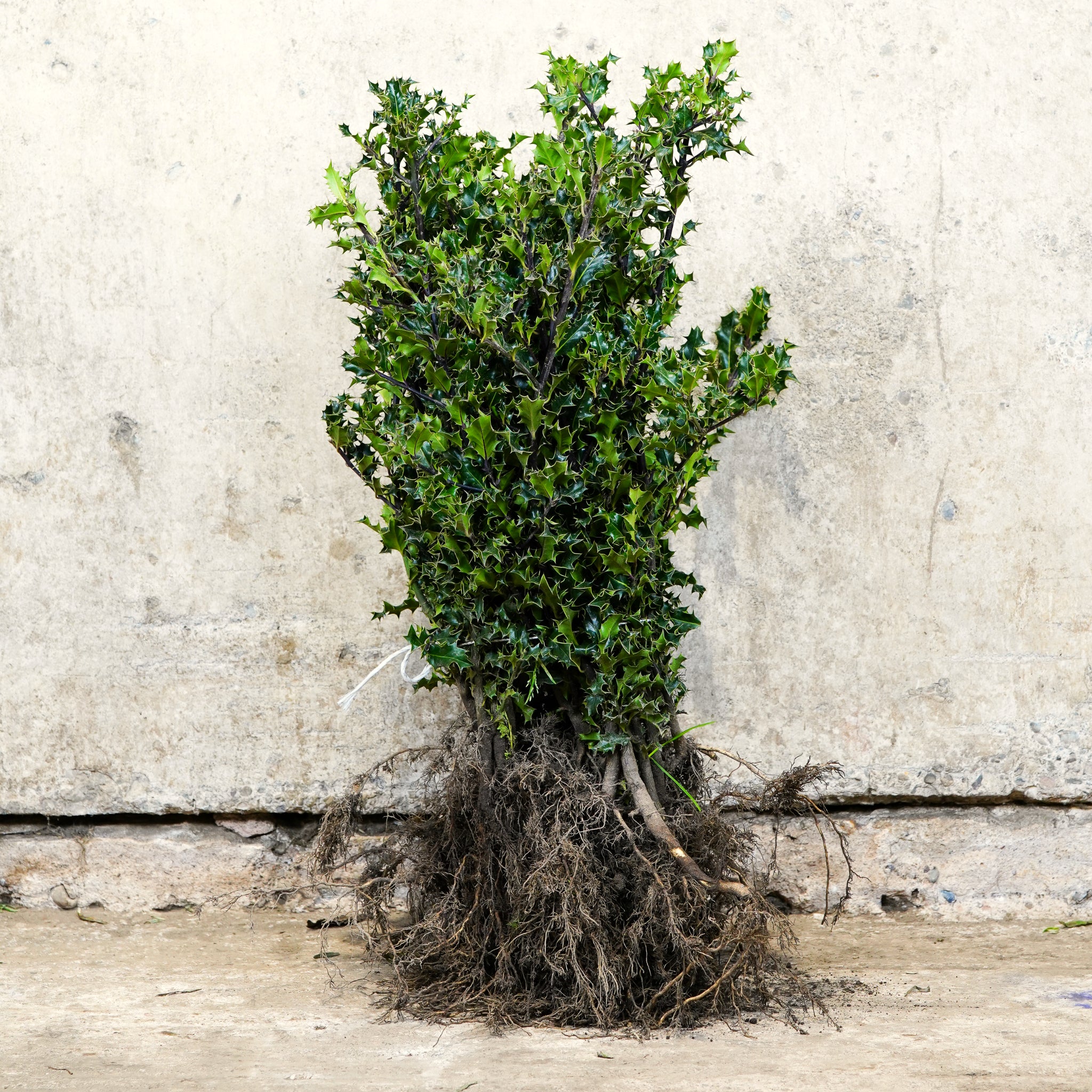 Common Holly hedge plants bare root