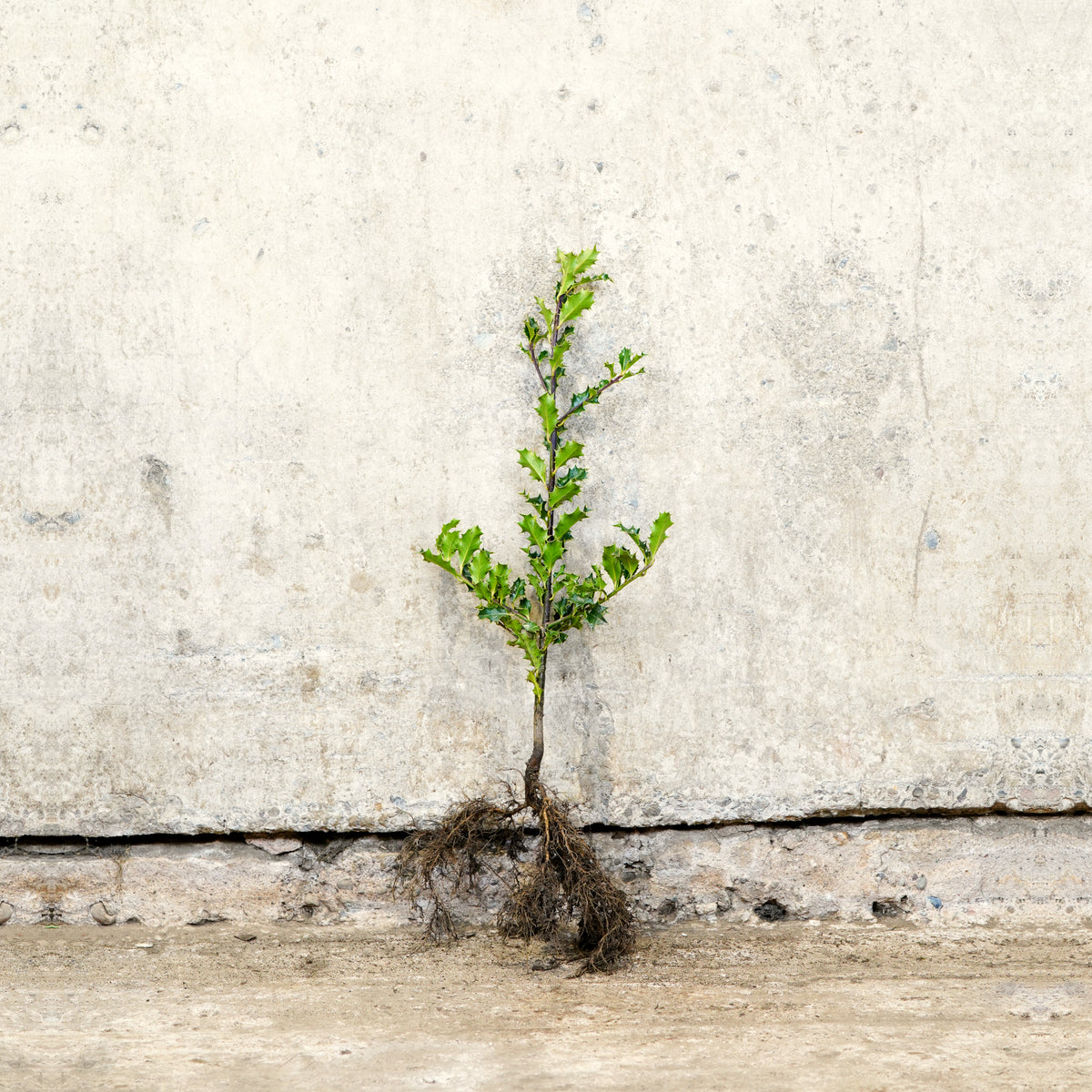 Common Holly hedge plants bare root – photo 2