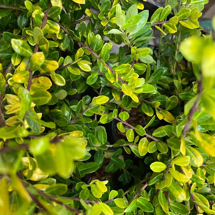 Ilex crenata 'Golden Gem' pot grown shrub dwarf evergreen ground cover.