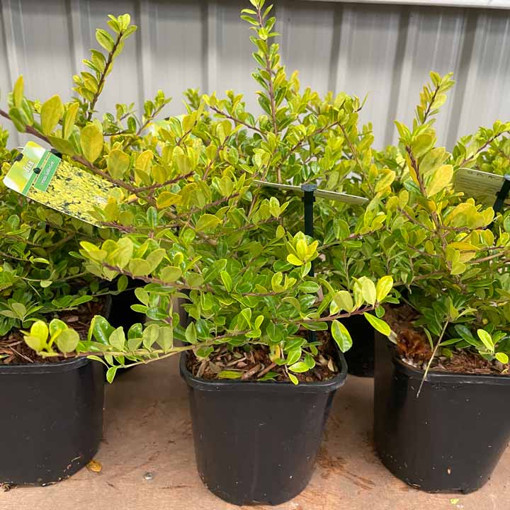 Ilex crenata 'Golden Gem' Japanese Holly pot grown shrub.