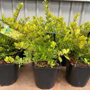 Ilex crenata 'Golden Gem' Japanese Holly pot grown shrub.