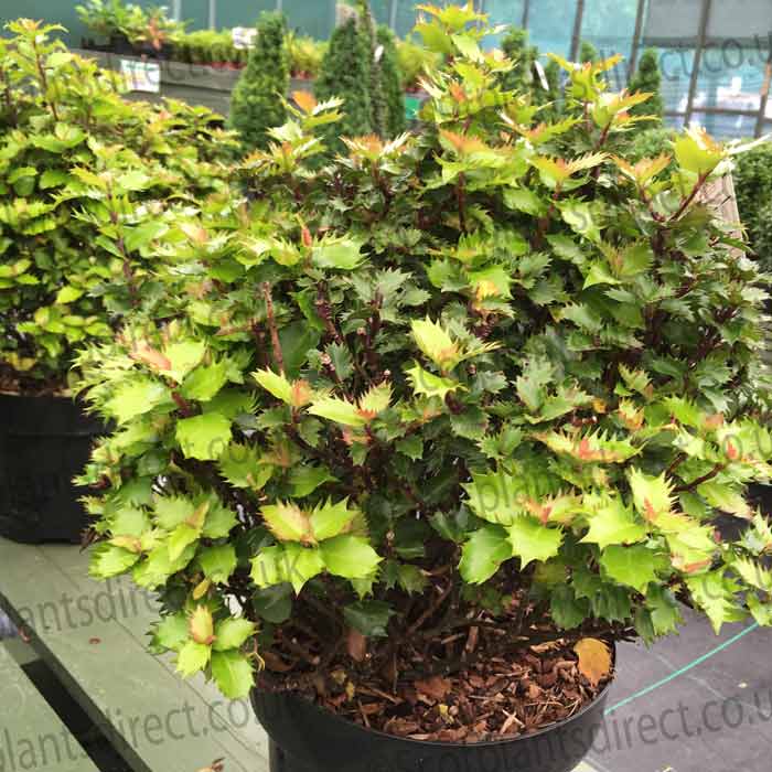 Ilex meserveae 'Little Rascal' (Dwarf Blue Holly) pot grown compact evergreen shrub.
