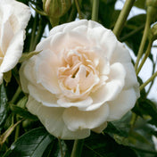 Rosa 'Iceberg' bare root rose plant.