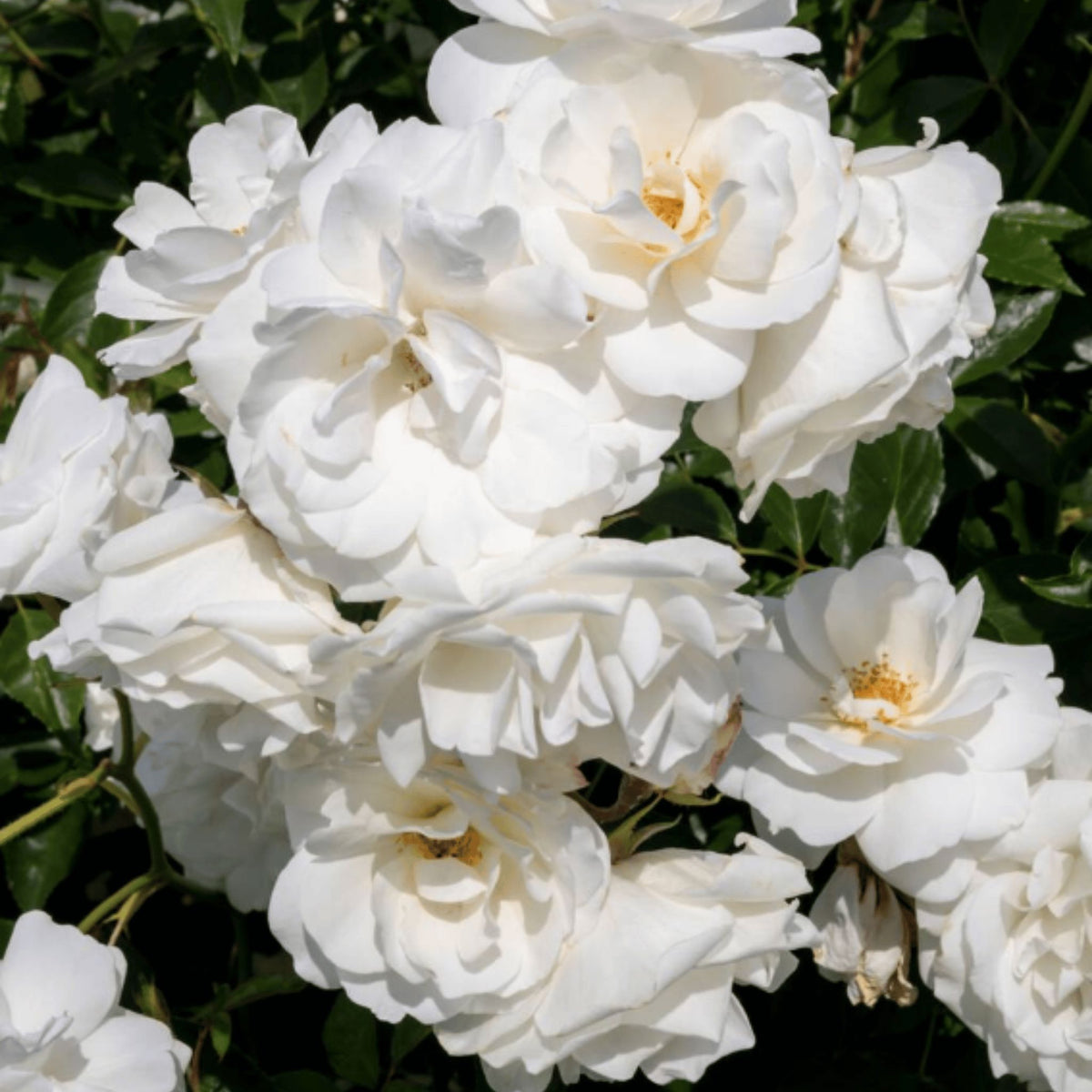 Rosa 'Iceberg' pot grown floribunda rose.