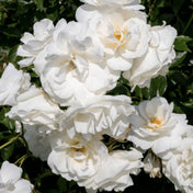 Rosa 'Iceberg' pot grown floribunda rose.