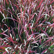 Imperata cylindrica 'Red Baron' 30cm ornamental grass pot grown. – photo 2