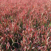Imperata cylindrica 'Red Baron' 30cm ornamental grass pot grown.